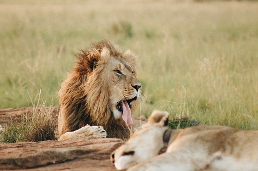 A lion pulling a tongue laying on the ground in a field
