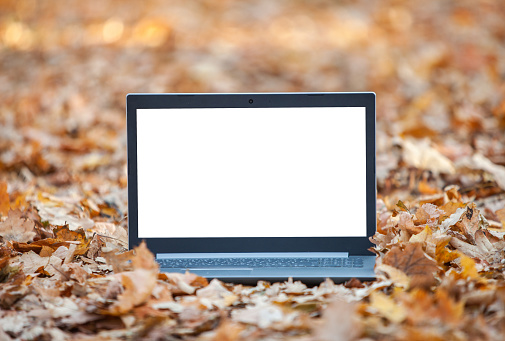 Mockup of laptop in fallen leaves with white blank screen for design and information