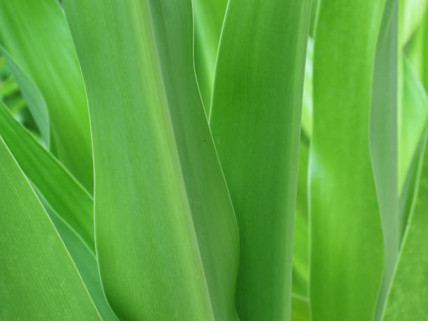 istock Close-up photo of lily leaf texture 1440038848