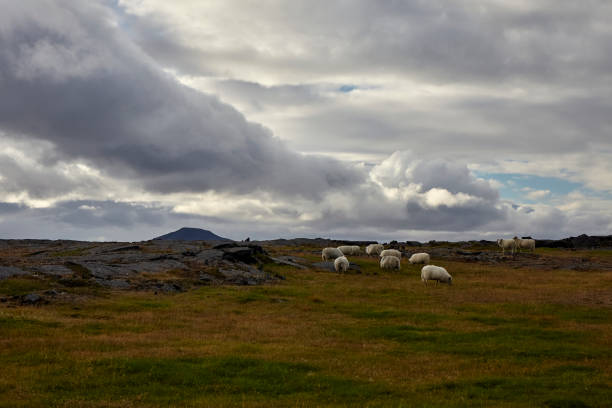 Group of Icelandic sheep in North Iceland