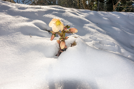 cherry flowers under the snow in early spring