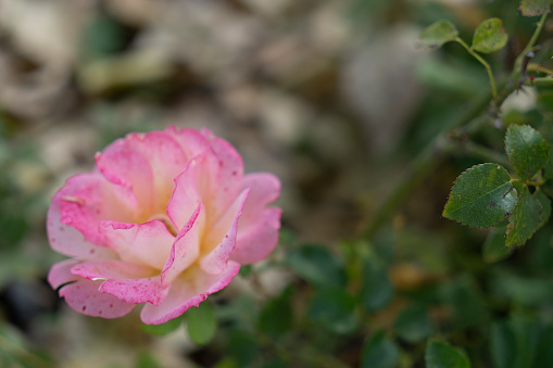 pink rose blooming in garden