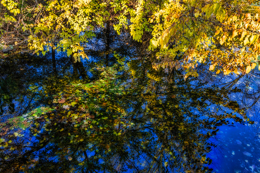 Tree above creek loses its leaves in autumn into the water which reflects the tree and supports the colorful leaves.