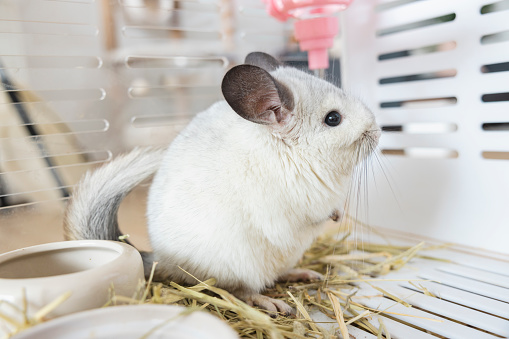 Gray house mouse caught in modern transparent mousetrap on the carpet. Focus on mouse