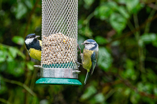 Garden wildlife with a Blue tit, cyanistes caeruleus, and Great tit, parus major, perched on sunflower feeder