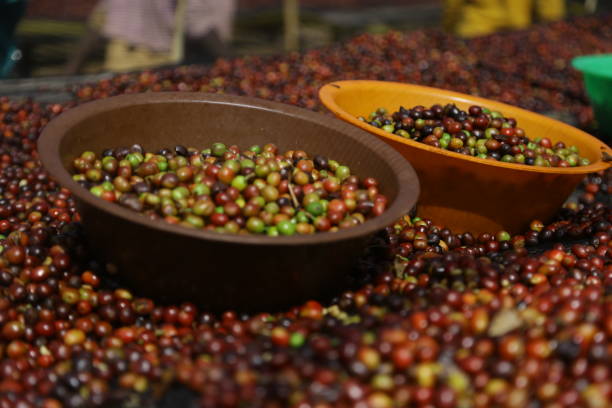 에티오피아식 커피 - ethiopian coffee 뉴스 사진 이미지