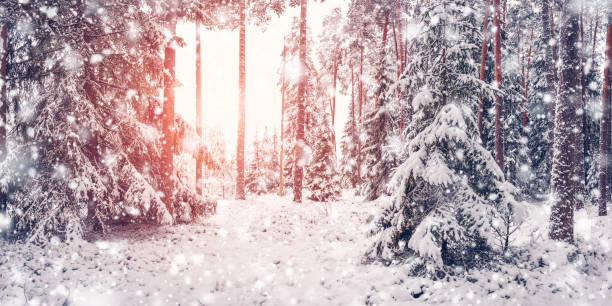 istock Sunlight in the snowy winter forest in snowfall. 1440048253