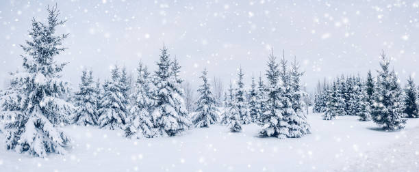 istock Beautiful snowfall in spruce forest in winter. 1440048304
