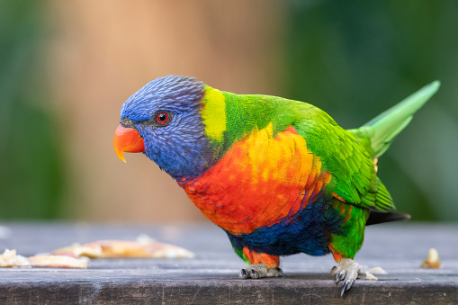 Close up portrait of a cheeky rainbow lorikeet perched on a branch