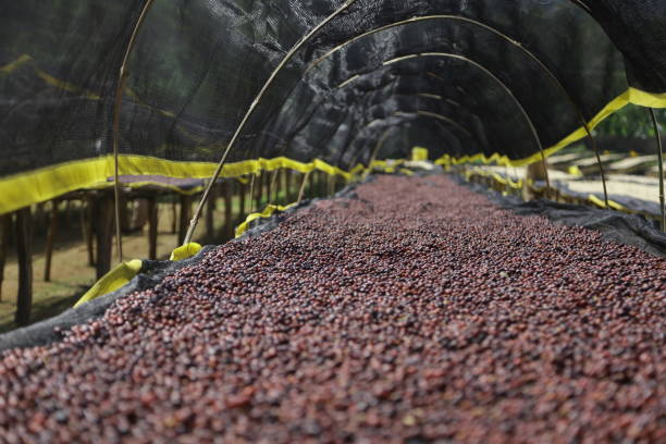 エチオピアのコーヒー - ethiopian coffee ストックフォトと画像