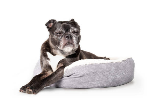 Isolated black dog sleeping in dog bed. stock photo