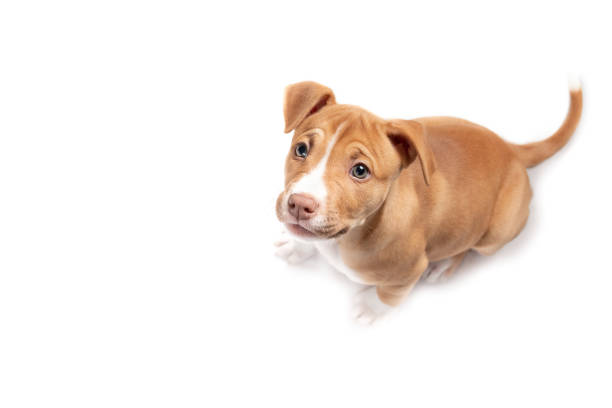 istock Isolated puppy sitting and looking up at camera. 1440048494
