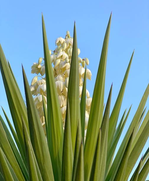 istock Yucca plant against blue sky. 1440048502