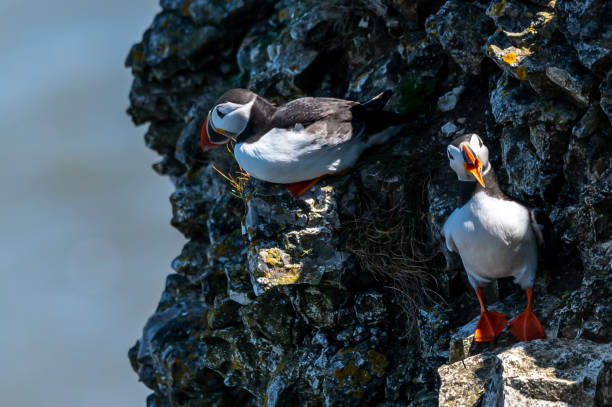 istock Atlantic puffins, ratercula arctica, perched on a cliff 1440049763
