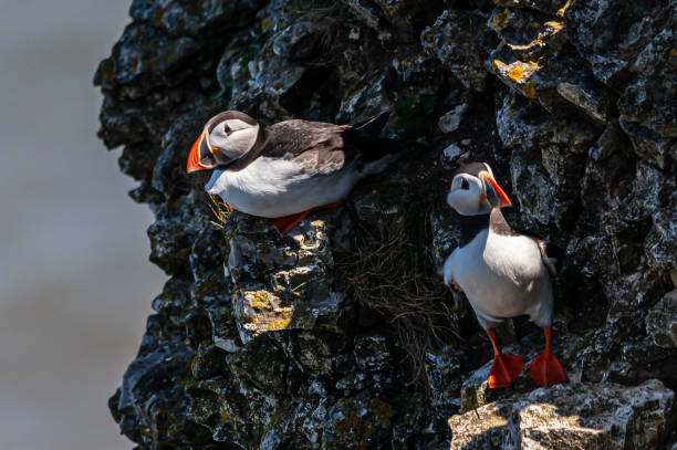 istock Atlantic puffins, ratercula arctica, perched on a cliff 1440049775