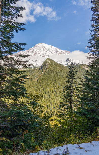 istock Forest Landscape at Mount Rainier National Park 1440049798