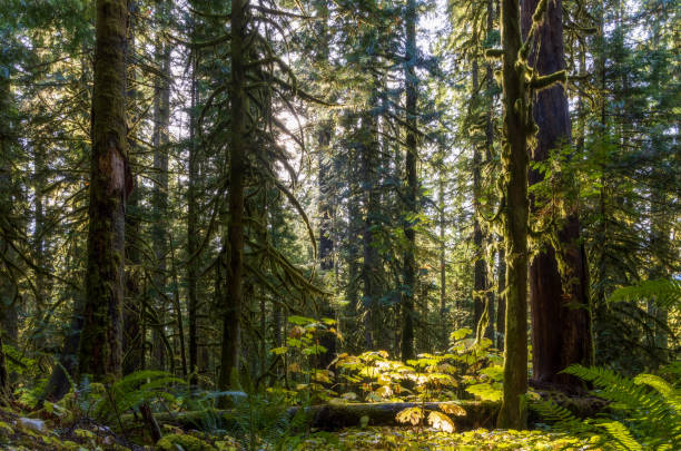 istock Forest Landscape at Mount Rainier National Park 1440049832