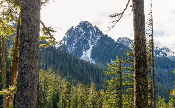 istock Forest Landscape at Mount Rainier National Park 1440049995