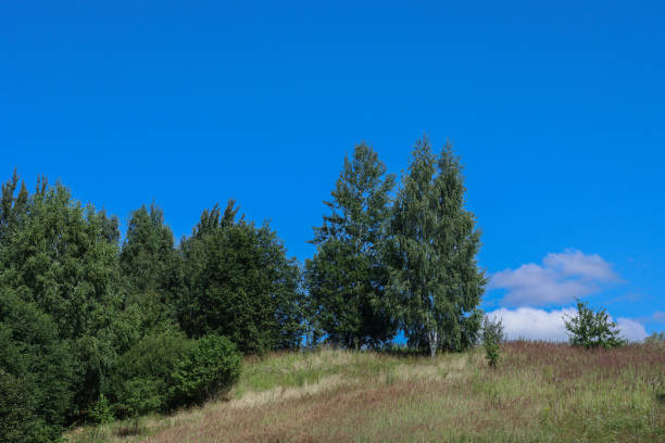 Green field and blue sky. Rural landscape.
