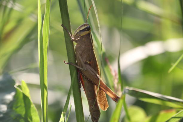 varios insectos voladores - grasshopper locust isolated multi colored fotografías e imágenes de stock