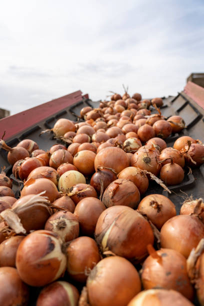 Freshly Harvested Onion Bulbs On Conveyor Belt. Postharvest Handling of Vegetables and Root Crops.  Onion Sorting and Grading Machine in Action.