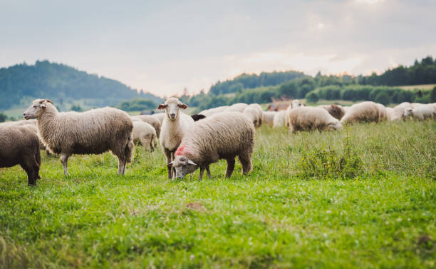 istock Herd of sheep on beautiful mountain meadow. 1440051125