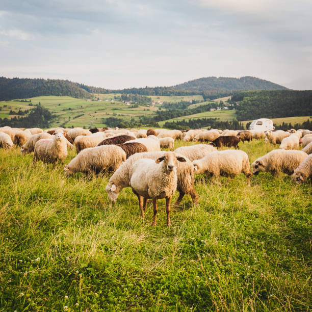 istock Herd of sheep on beautiful mountain meadow. 1440051165