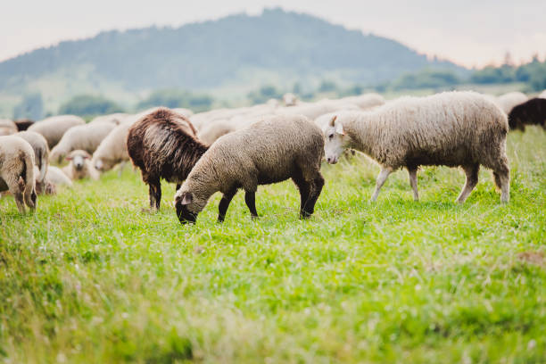 istock Herd of sheep on beautiful mountain meadow. 1440051255