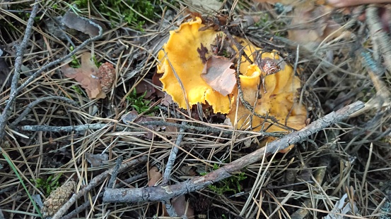mushrooms of Chanterelle in forest. Yellow Chanterelles growing in wood. forest glade full of chanterelles. Many chanterelle mushrooms grow in a forest clearing. Food ingredient