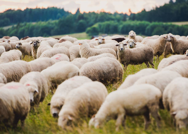 istock Herd of sheep on beautiful mountain meadow. 1440051408