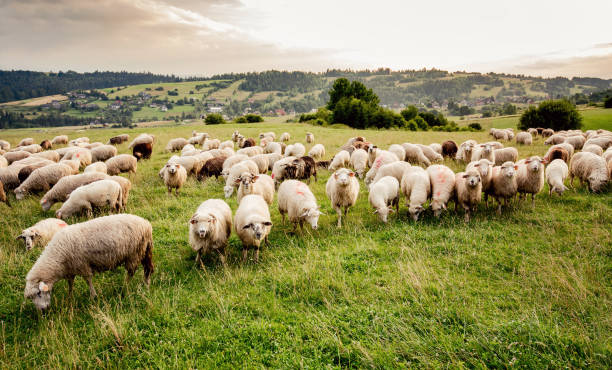 Herd of sheep on beautiful mountain meadow.