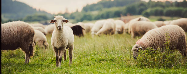 istock Herd of sheep on beautiful mountain meadow. 1440051421