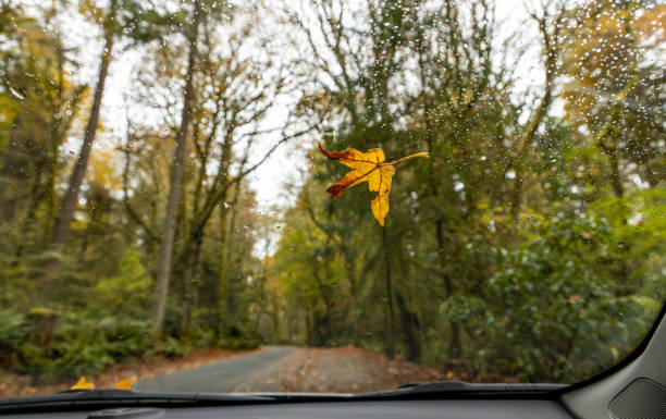 istock Yellow tree leaf on the car window with raindrops 1440052106