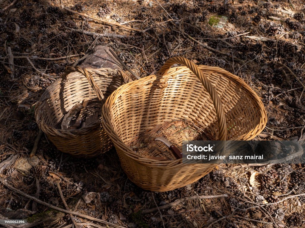 "Rovello and Robellon" basket of mushrooms with "Lactarius deliciosus", in catalan and spanish is "Rovello and Robellon" Agriculture Stock Photo