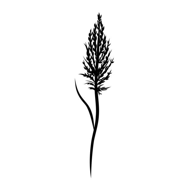 schilfgras-silhouette, rohrkolben, pampas, steppenfeder trockenes gras. schwarze handgezeichnete schilfskizze illustration. vektorelement isoliert auf weißem hintergrund. - grass nature dry tall stock-grafiken, -clipart, -cartoons und -symbole