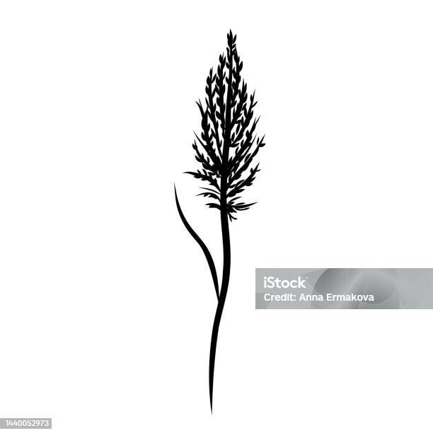 갈대 잔디 실루엣 Bulrush 팜파스 대초원 깃털 마른 잔디 검은 손으로 그린 갈대 스케치 그림 흰색 배경에 격리된 벡터 ...
