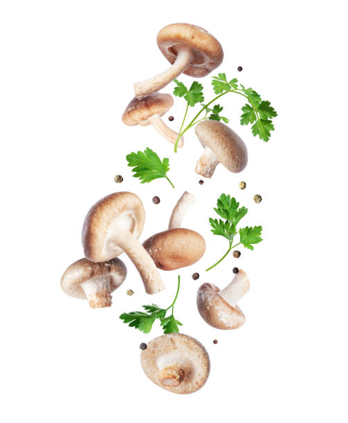 istock Shiitake mushrooms (Lentinula edodes) with allspice and parsley isolated on a white background 1440053202