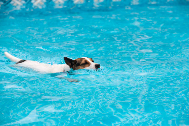 istock Dog swimming in pool 1440054185