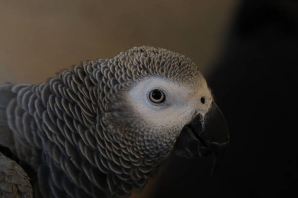 istock A pet African Grey Parrot. A funny and intelligent bird. 1440054323