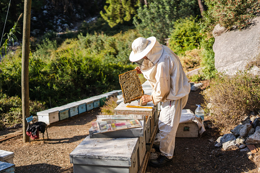 Image  of the beekeeper who raises bees to make honey