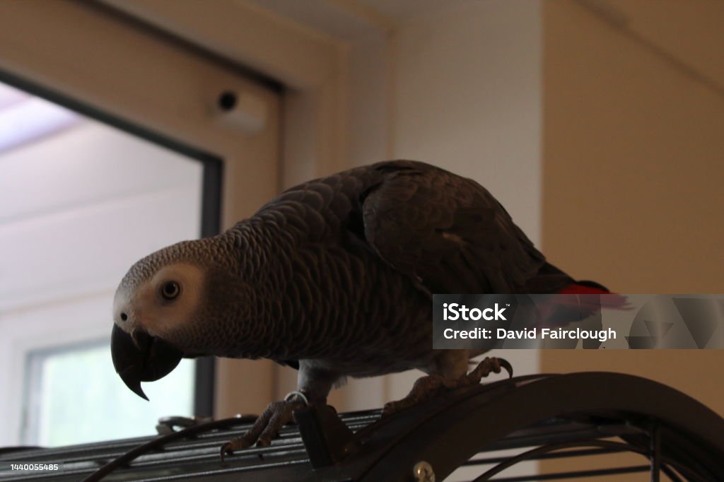 A Pet African Grey Parrot A Funny And Intelligent Bird Stock Photo -  Download Image Now - iStock