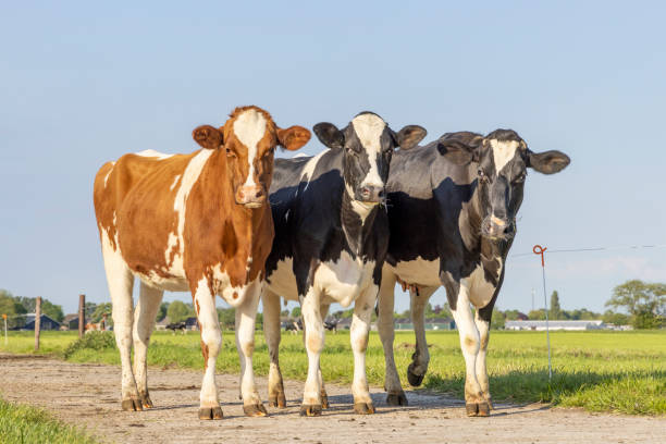 istock Three cows on a path, black red and  white, standing together, in a row next to each other and looking a blue sky 1440055511