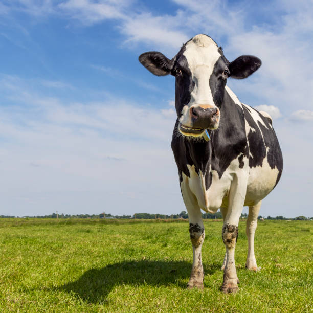 istock Ruminating cow in a field, front view full length, showing teeth looking at camera 1440055515