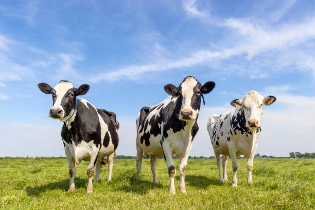 tres vacas blancas y negras se agrupan en un campo, felices y alegres y un cielo azul, una vista amplia, con aspecto tímido y curioso - vacas fotografías e imágenes de stock