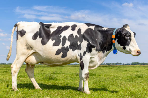 istock Cow standing full length side view, milk cattle black and white, standing Holstein cattle, a blue sky and horizon over land in a field in the Netherlands 1440057215