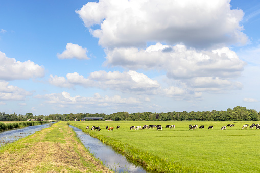 Grazing cows in farmer landscape, in the pasture, peaceful and sunny, ditches and a blue sky with clouds