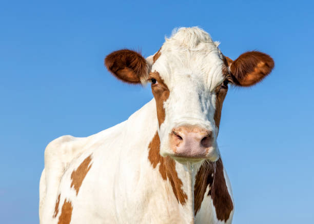 istock Grumpy cow standing full length in side view, Holstein milk cattle black and white, a blue sky 1440057222