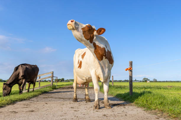 Cow is sniffing head up lifted, red and white milk cattle on a path in a field, blue sky stock photo