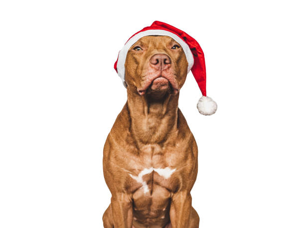istock Lovable, pretty puppy and Santa Claus Hat 1440057722