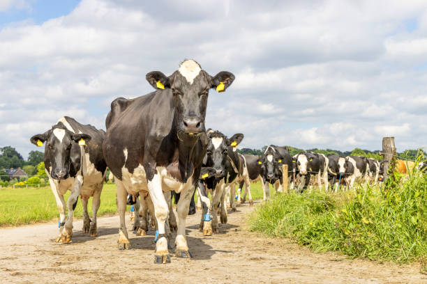 istock Cows approaching, walking on a path in a pasture under a blue sky, herd in a row, on a road in line 1440057754
